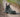 Steel Blue Hobart Soft Toe Women's Boot – Footwear